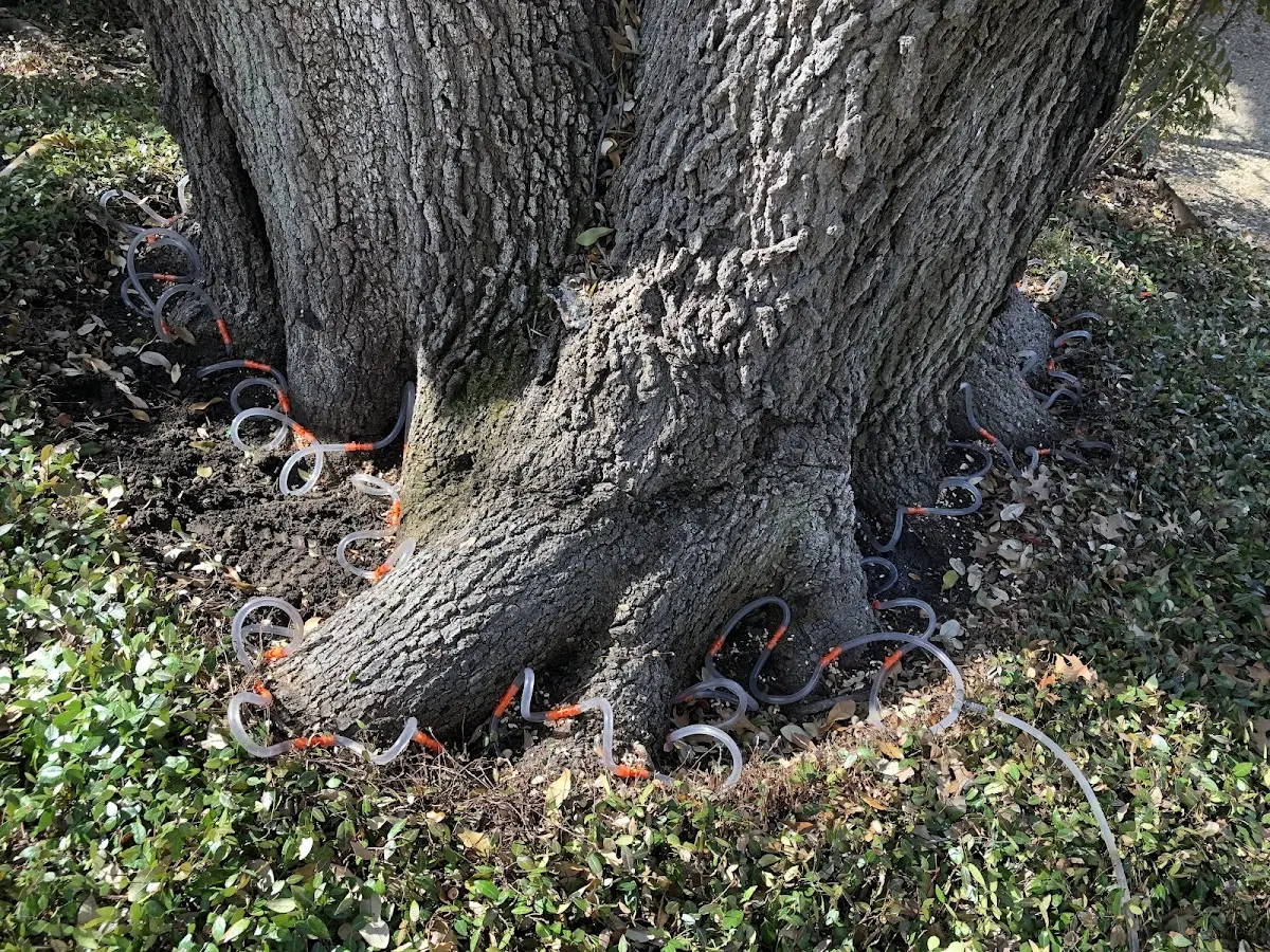 Detailed Tree Cabling and Bracing job site in Knightsville