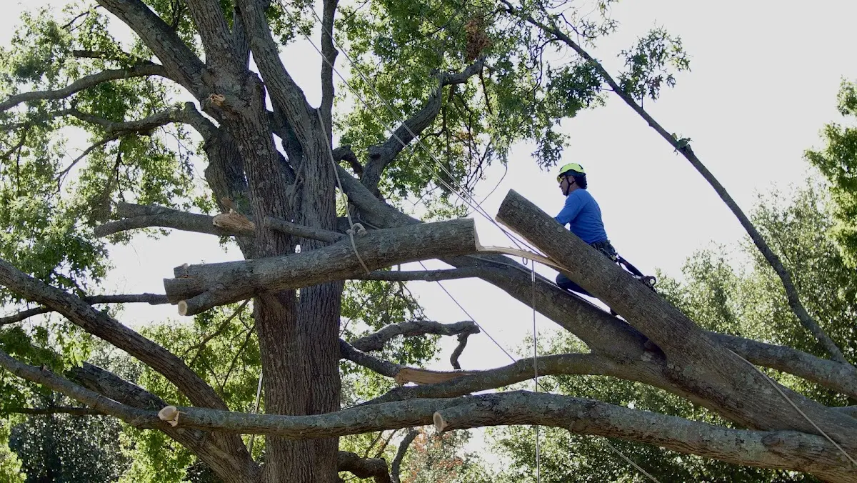 Professional Crown Thinning performed by certified arborists in Knightsville