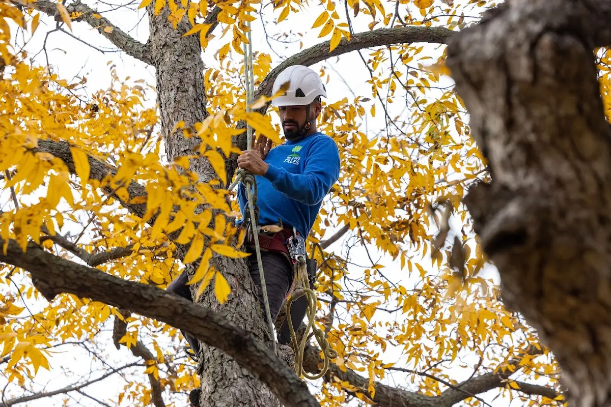 Skilled Tree Planting crew working in Knightsville