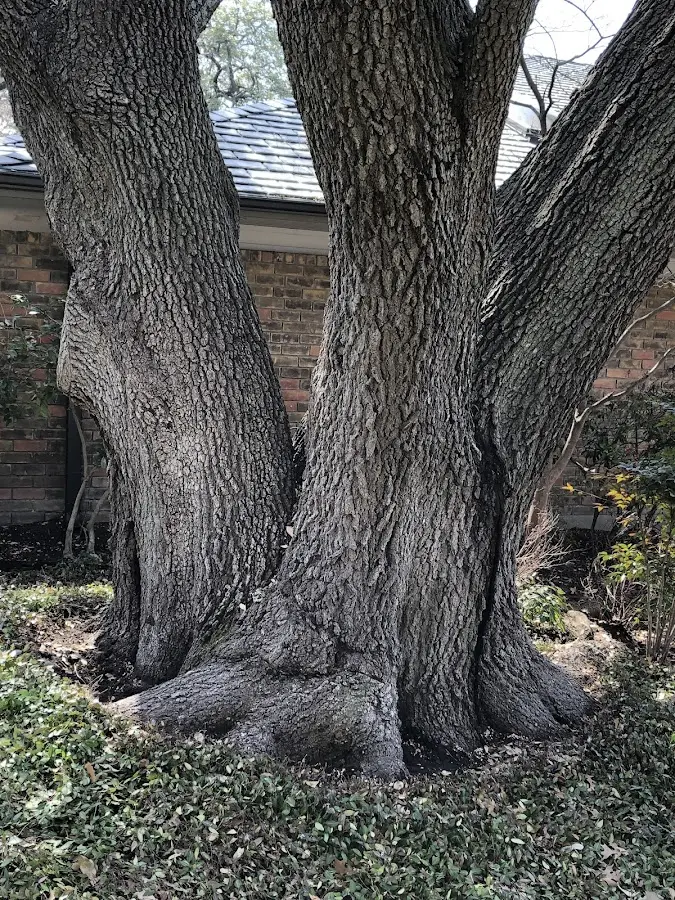 Mature heritage tree close to a Knightsville property cared for by certified arborists